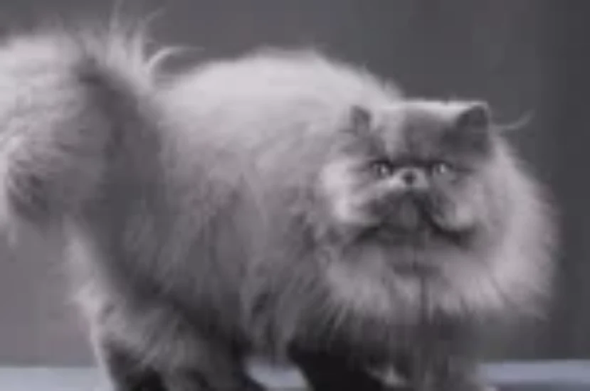  سبب انخلاع رضفة الركبة للقطط وعلاجه