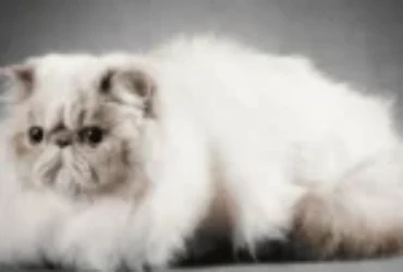 مراحل حمل و علامات ولادة القطط الشيرازي