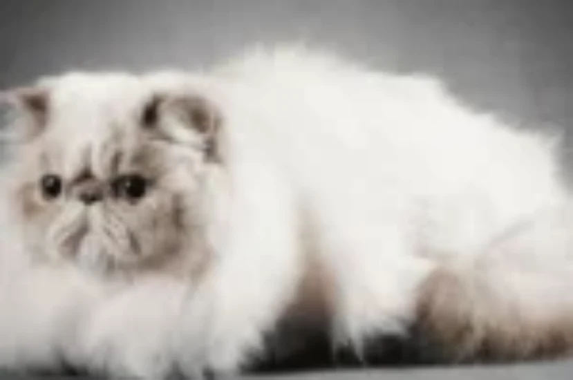 مراحل حمل و علامات ولادة القطط الشيرازي