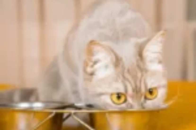 أسرار تغذية القطط: كيف تختار الطعام المثالي لصحة قطتك