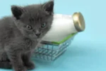 أفضل حليب للقطط الصغيرة: لتعزيز مناعة ونمو عظام وأسنان القطط