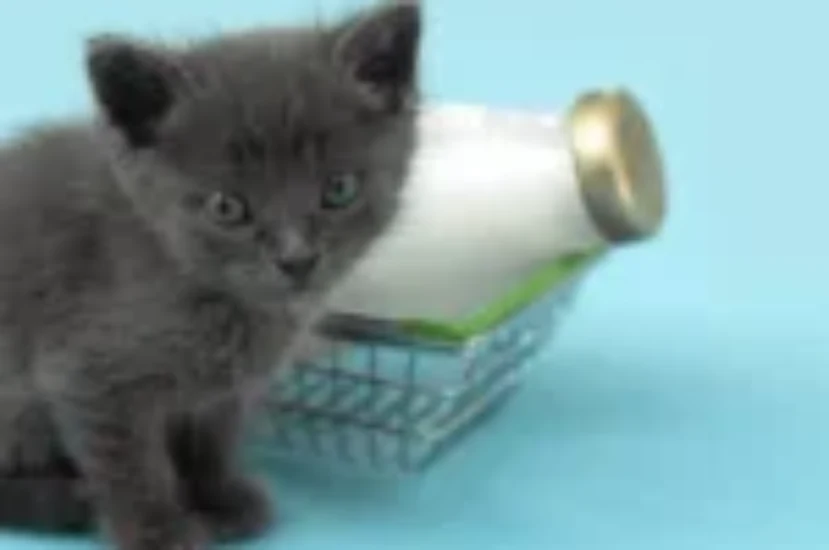 أفضل حليب للقطط الصغيرة: لتعزيز مناعة ونمو عظام وأسنان القطط