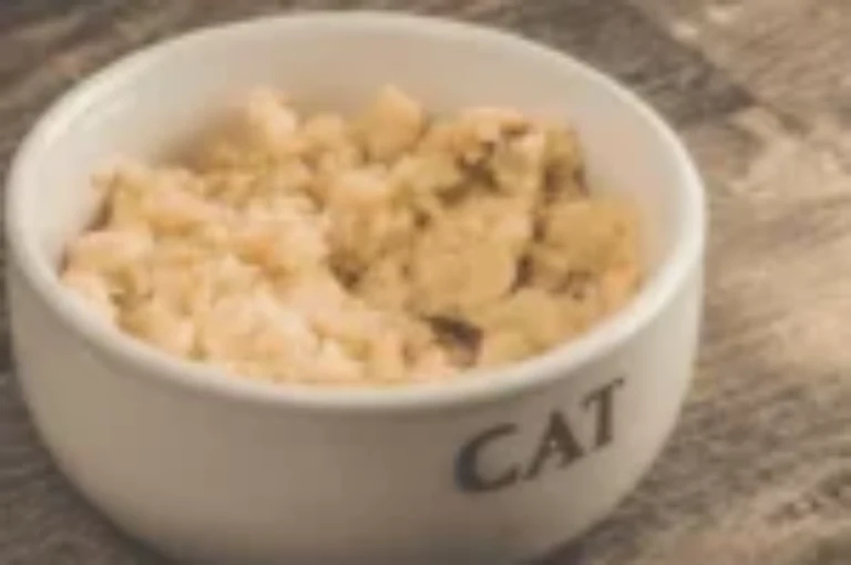 أفضل طعام للقطط التي تعاني من الحساسية