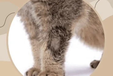 اسباب التهاب جلد الأرجل عند القطط وعلاجه