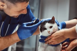 أسباب فطريات اذن القطط وكيفية علاجها بسرعة