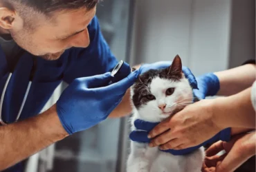 أسباب فطريات اذن القطط وكيفية علاجها بسرعة