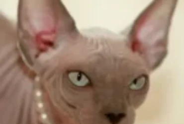 كل ما تود معرفته عن القط الفرعوني