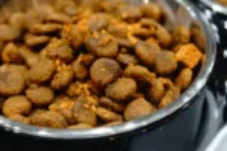 كيف اختار الدراي فود للقطط الصغيرة ؟