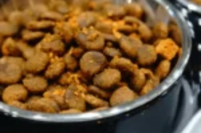 كيف اختار الدراي فود للقطط الصغيرة ؟