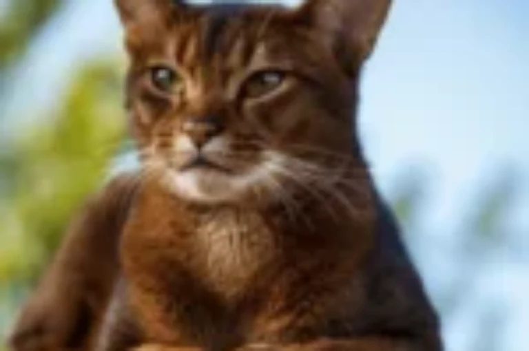 اسامي قطط نادرة مع معانيها