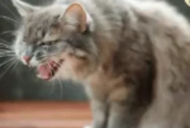 تعرف على أهم علامات ألم القطط وكيفية التعامل معه