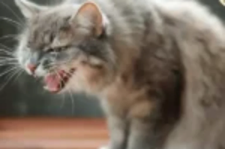 تعرف على أهم علامات ألم القطط وكيفية التعامل معه