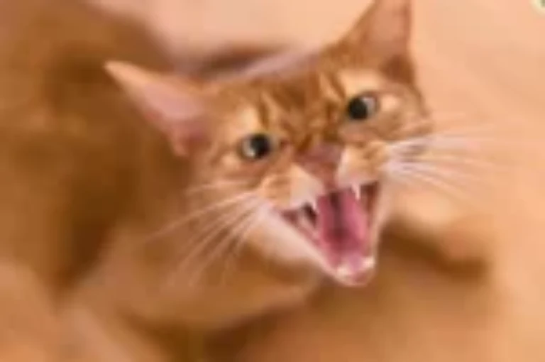 تعرف على 10 انواع من عدوانية القطط الشائعة