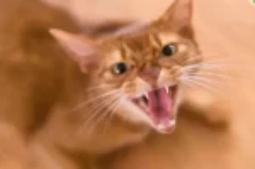 تعرف على 10 انواع من عدوانية القطط الشائعة