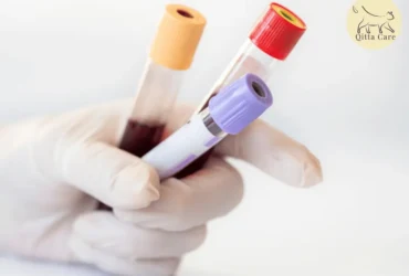 ما سبب وجود البروتين في بول القطط؟