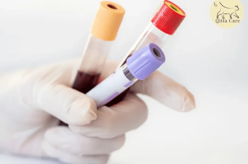 ما سبب وجود البروتين في بول القطط؟