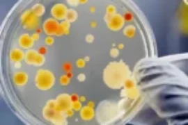 الأمراض الناجمة عدوى البكتيريا الحلزونية في القطط