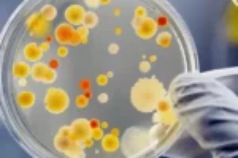 الأمراض الناجمة عدوى البكتيريا الحلزونية في القطط