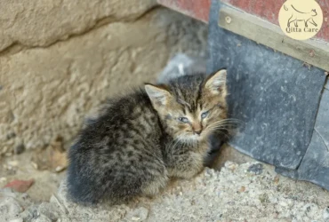 اعراض البانلوكوبينيا عند القطط وطرق الوقاية