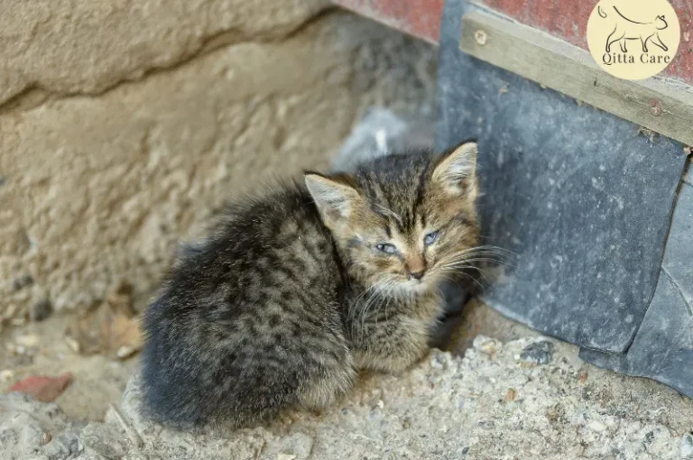 علاج الامساك عند القطط بالاعشاب