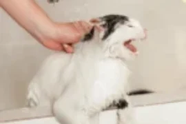 هل يمكن استحمام القطط الحامل؟