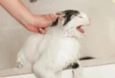 هل يمكن استحمام القطط الحامل؟