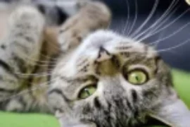 مقال شامل عن سلوك القطط وتصرفاتها وكيفية تعديلها