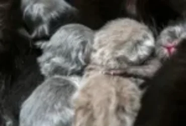 اسباب موت القطط الصغيرة وعلاماته