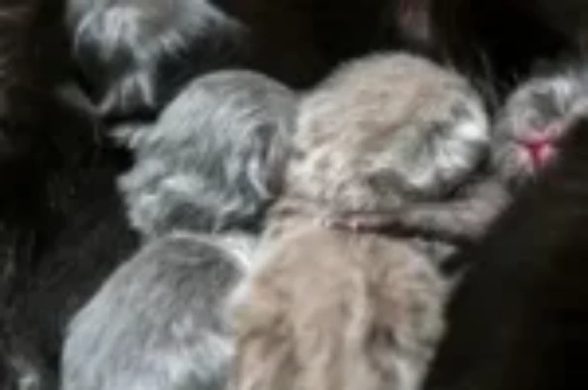 اسباب موت القطط الصغيرة وعلاماته