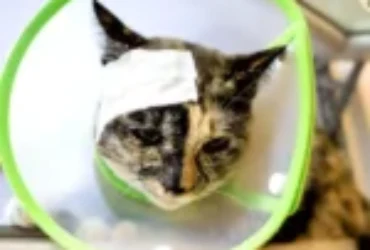 طرق علاج جروح القطط المتقيحة