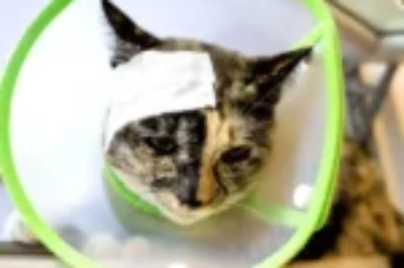 طرق علاج جروح القطط المتقيحة