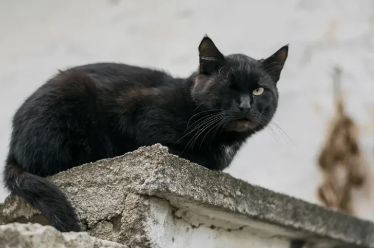 التهاب الجزء الخلفي من عين القطط : الأسباب، الأعراض، والعلاج