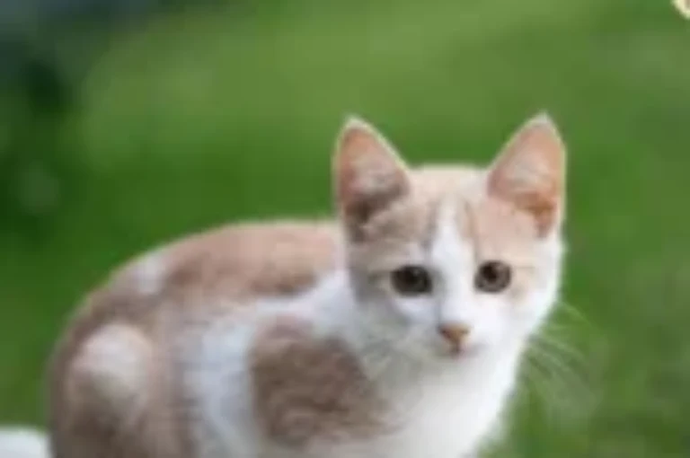 اسباب التهاب عظم القطط والنقي واعراضه ومعالجته