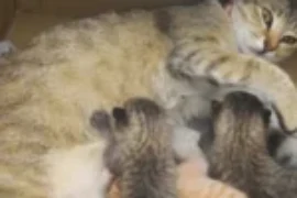 ماهي مراحل الولادة الطبيعية للقطط وما مشاكل ولادة القطط؟