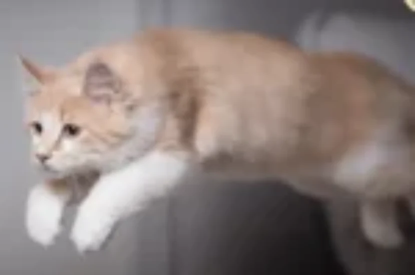 اسباب كدمات القطط وعلاجها