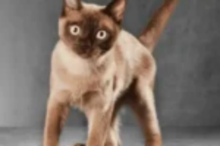 اجمل اسامي قطط بورمية مع معانيها