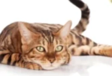 كيفية علاج حروق القطط في المنزل