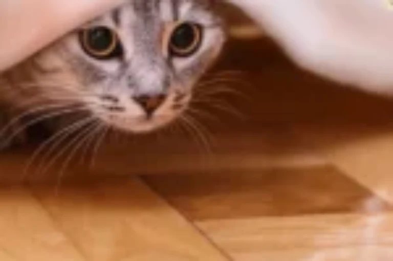 انواع اضطرابات و خوف القطط وكيفية تعديل هذا السلوك