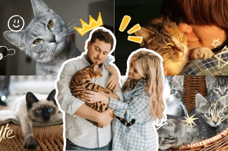 دليل شامل لكيفية تربية القطط في المنزل