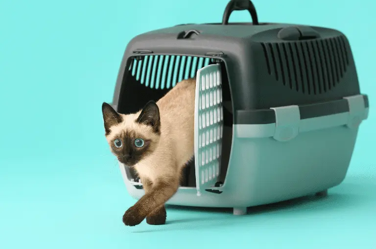 كيفية تنظيف بيوت القطط: دليل شامل للمحافظة على نظافة قطتك