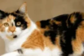 اجمل اسامي قطط ملونة مع معانيها