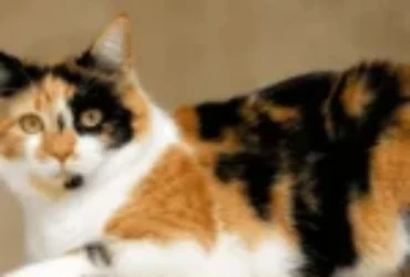 اجمل اسامي قطط ملونة مع معانيها