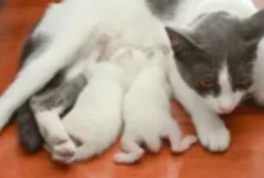 أفضل أنواع حليب القطط الرضع وكيفية اختيار الأنسب لصحتها