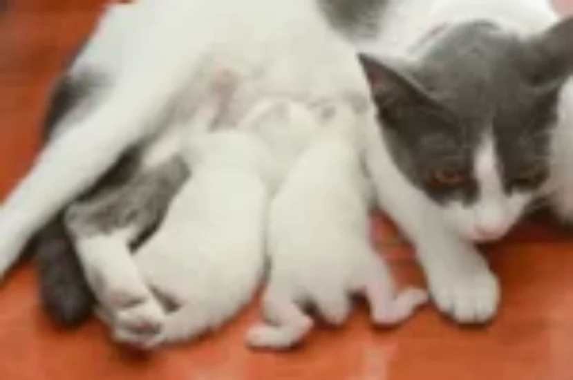 أفضل أنواع حليب القطط الرضع وكيفية اختيار الأنسب لصحتها