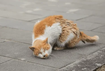 الأمراض والمشاكل التي تسببها لدغات البراغيث للقطط