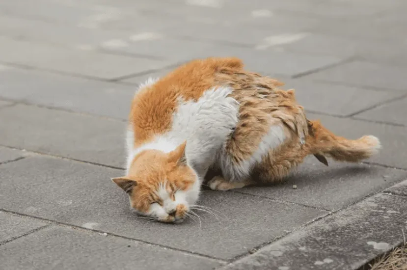 اسباب مشية القطة غير الطبيعية وكيفية التعامل معها