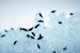 ماهي اهم حشرات القطط وعلاجها ؟