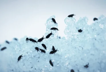 ماهي اهم حشرات القطط وعلاجها ؟