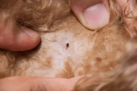 دليل شامل للتخلص من براغيث القطط باستخدام العلاجات الطبيعية والمنزلية