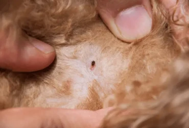 دليل شامل للتخلص من براغيث القطط باستخدام العلاجات الطبيعية والمنزلية